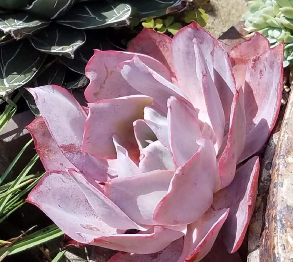 Echeveria afterglow - a pink succulent by Kim Pearson