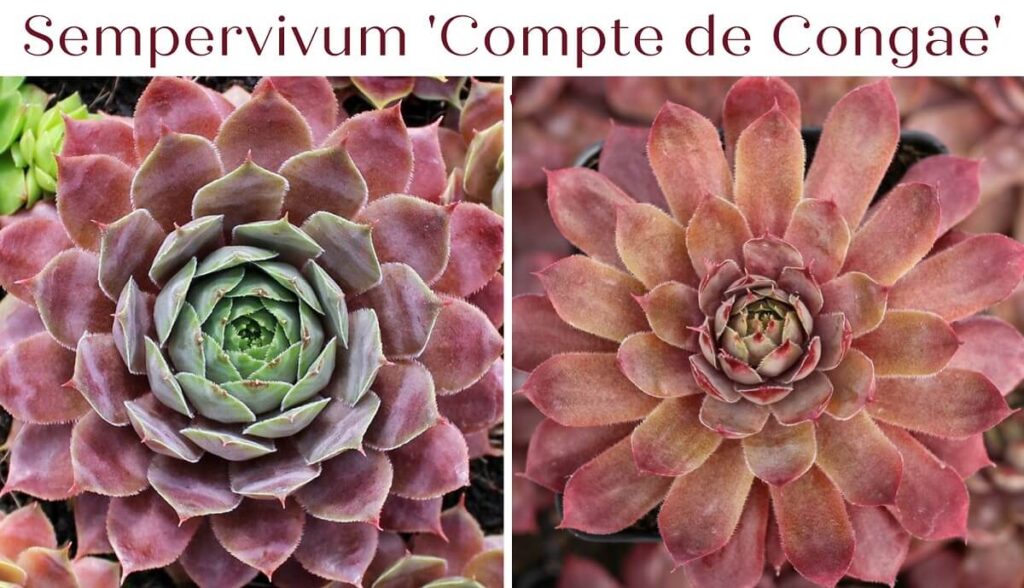 Sempervivum 'Compte de Congae' - beautiful, cold-hardy pink succulent