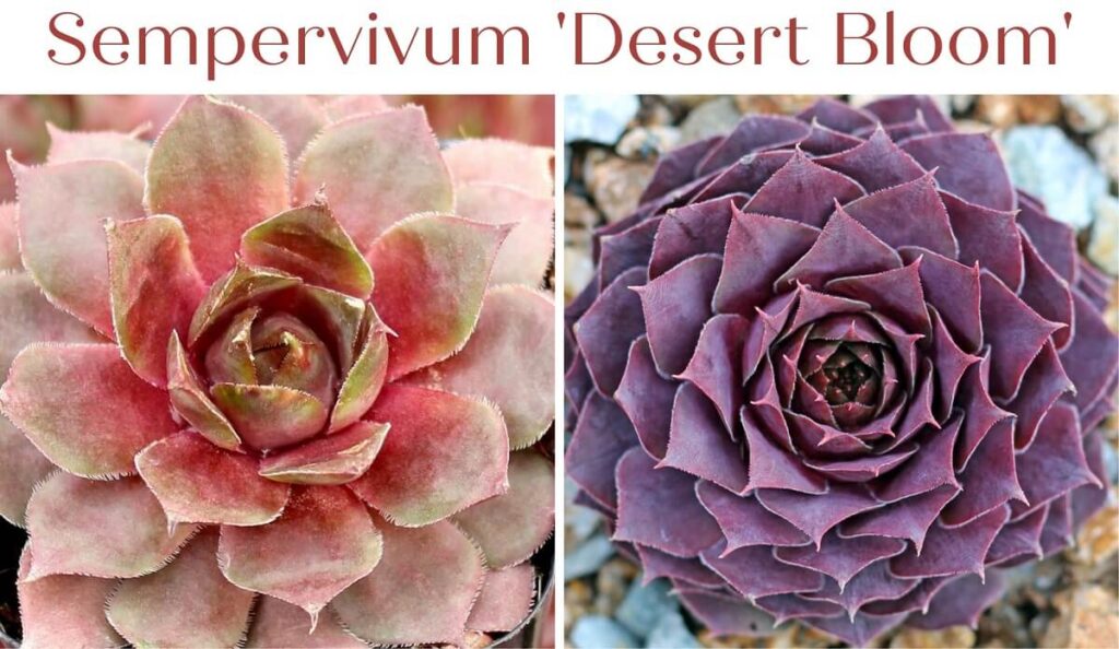 Sempervivum 'Desert Bloom'