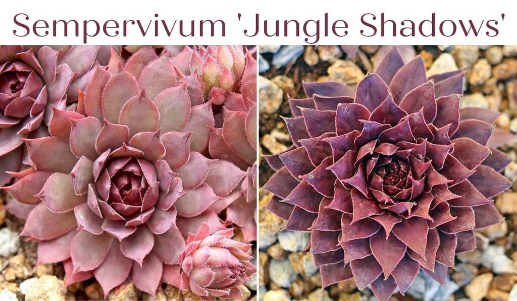 Sempervivum Jungle Shadows