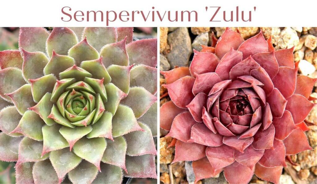 Sempervivum 'Zulu'