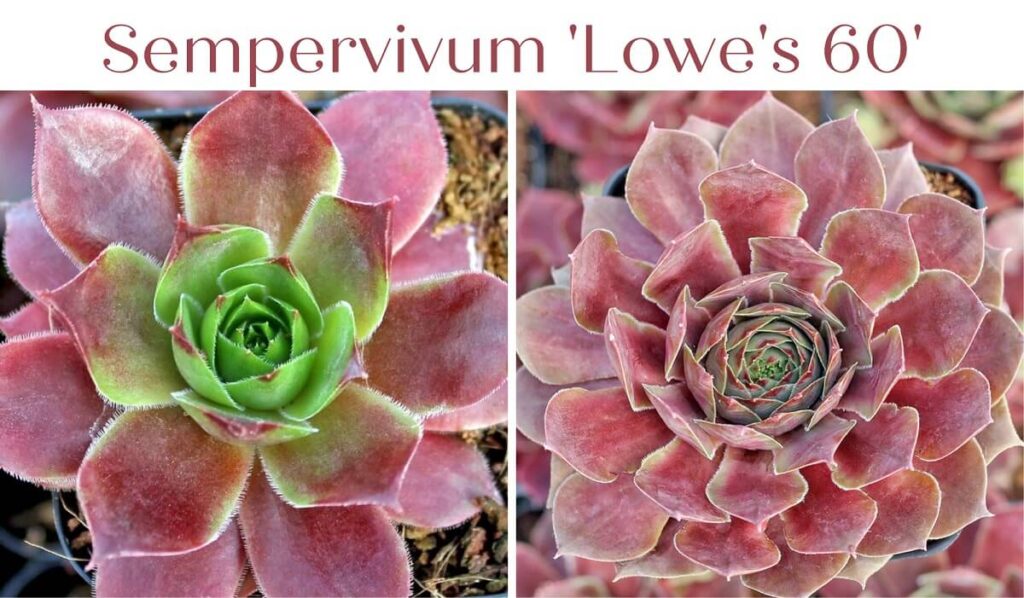 Sempervivum 'lowe's 60'