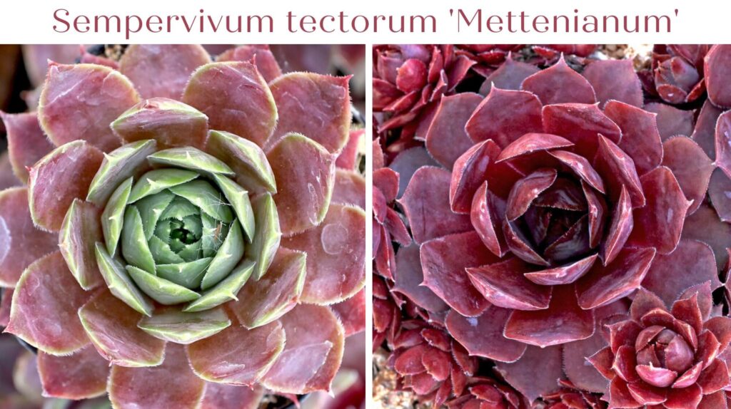 Sempervivum tectorum 'Mettenianum' - oink succulent hens and chicks
