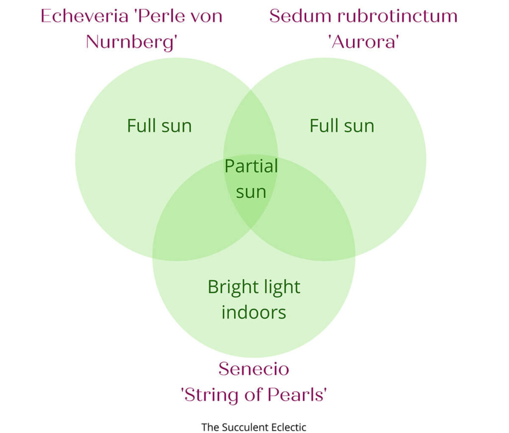 venn diagram illustrating growing conditions for succulent arrangement