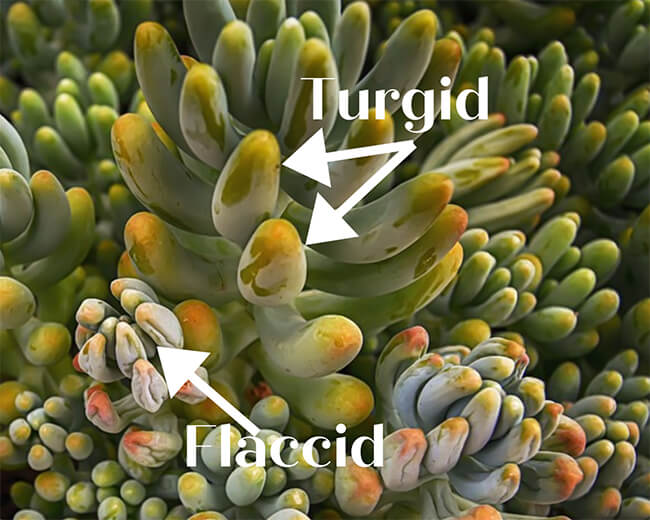 Turgid succulent