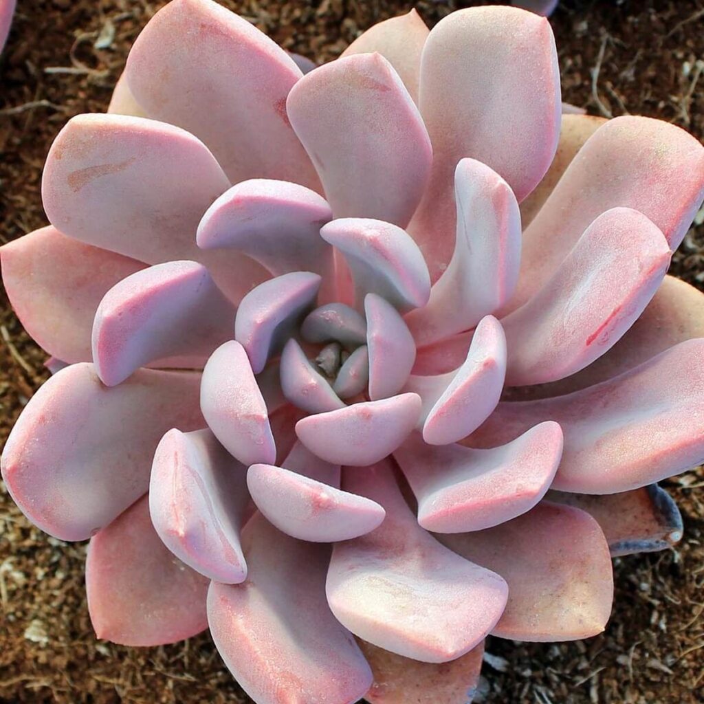graptoveria Debbie - a pink succulent