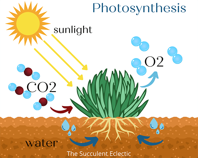 photosynthesis infographic 2