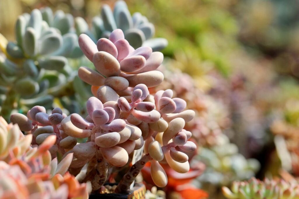 Pachyphytum oviferum - Pink Moonstone - pink succulent with others in the background