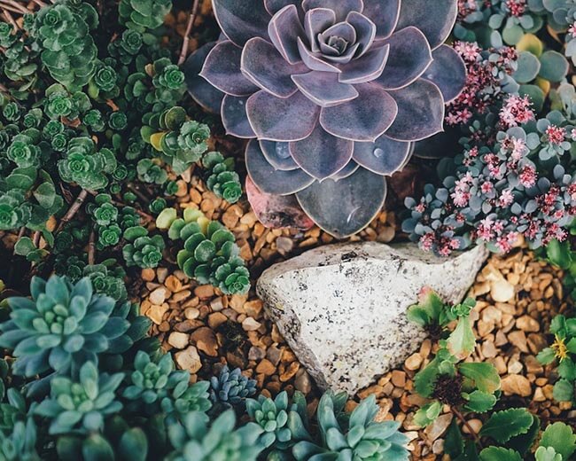 succulents come in in all colors, shapes textures and sizes