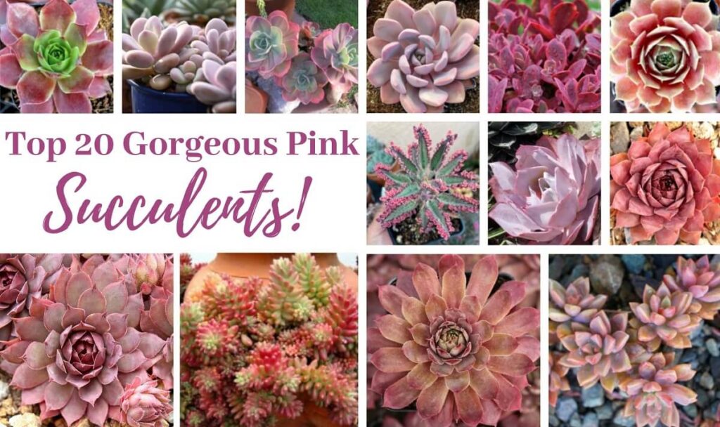 top 20 pink succulents header