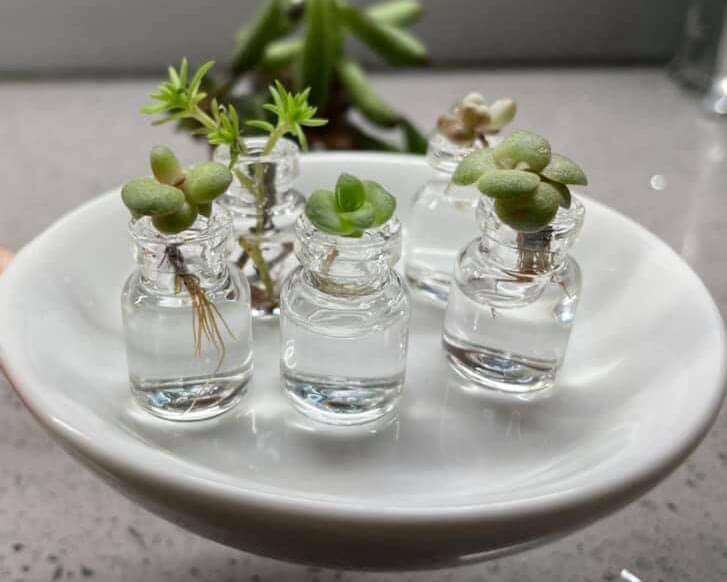 water therapy for succulents