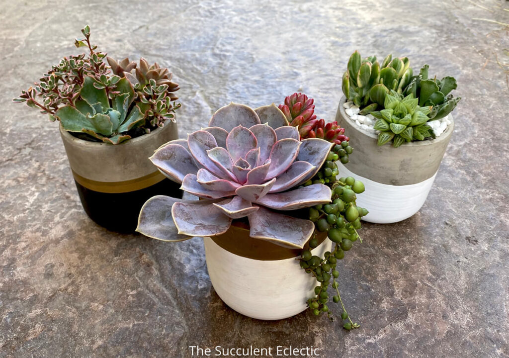 succulent design made simple, 3 succulent arrangements
