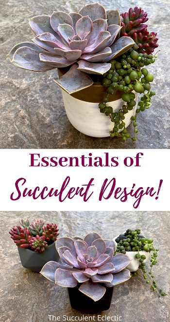 Learn the essentials of succulent design