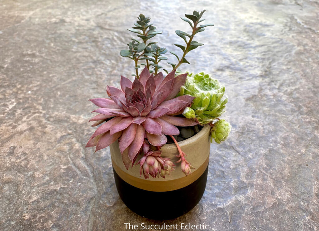 Hardy succulents design with Sempervivum 'Zulu', Sempervivum arachnoideum 'Cebenese', Sedum cauticola 'Lidakense'