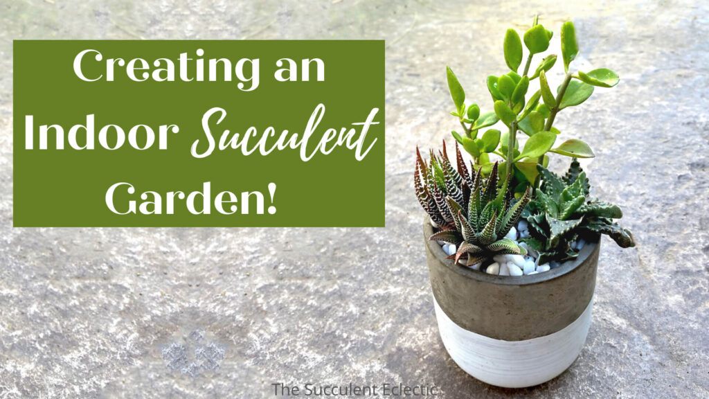 creating an indoor succulent garden