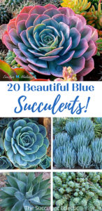 20 Best Blue Succulents for Your Collection! | The Succulent Eclectic