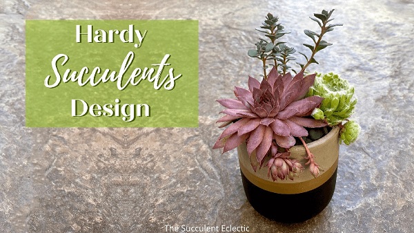 Hardy Succulents Design creating a focal point