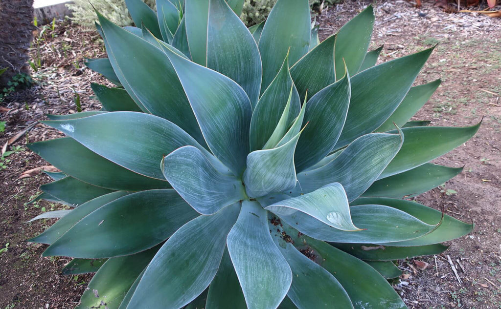 agave blue flame