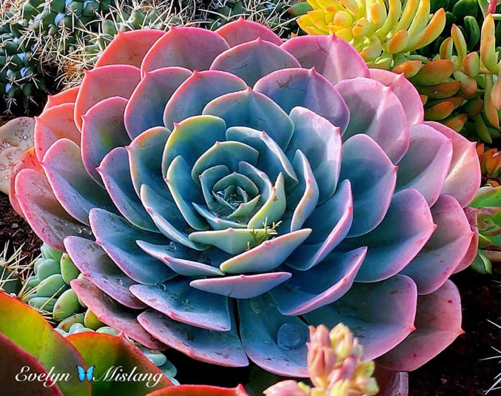 echeveria imbricata by Evelyn Mislang