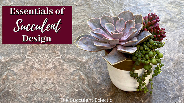 essentials of succulent design card