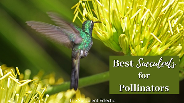 best succulents for pollinators