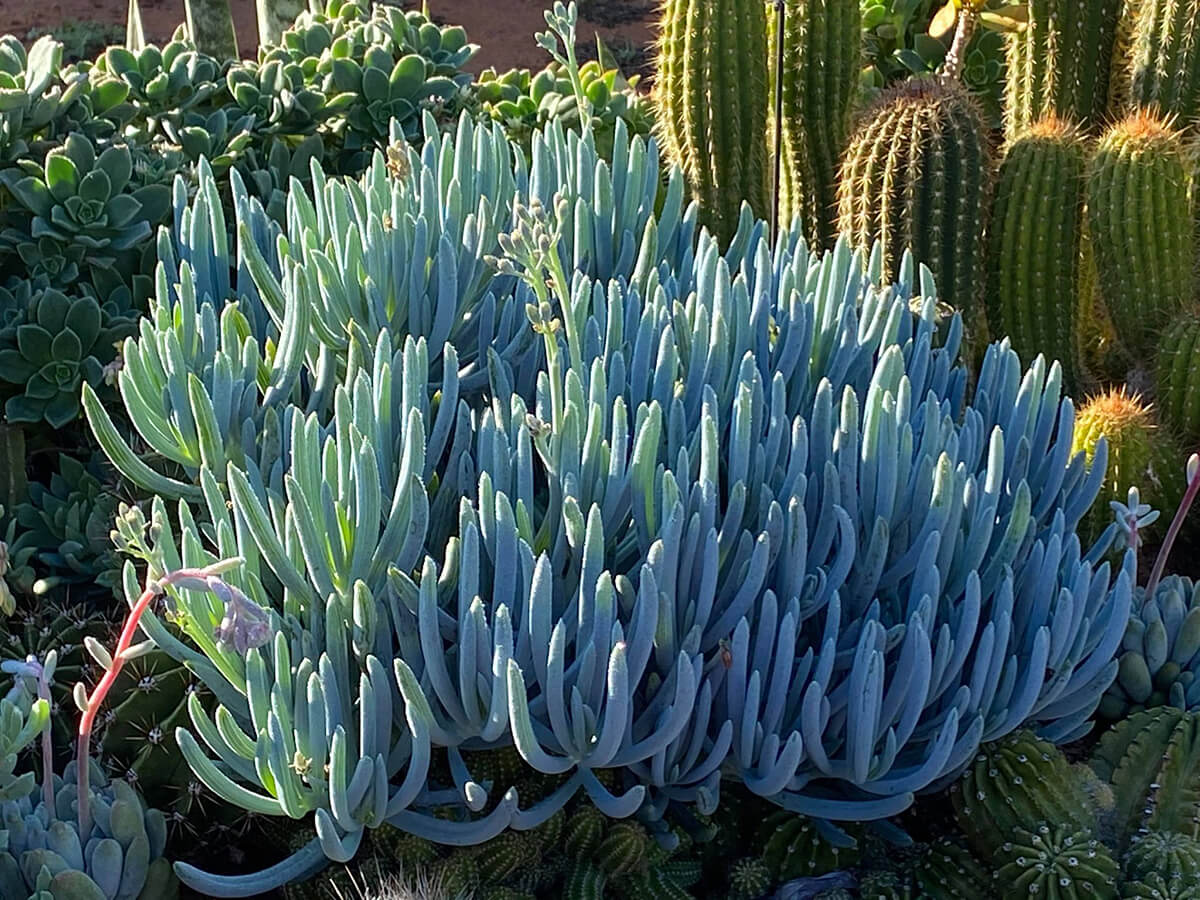 20 Best Blue Succulents for Your Collection! | The Succulent Eclectic