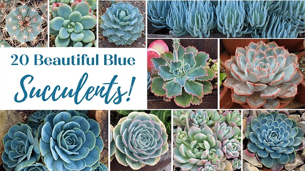 top 20 blue succulents