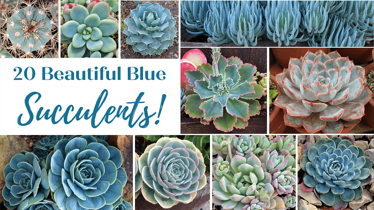 Read more about the article 20 Best Blue Succulents for Your Collection!