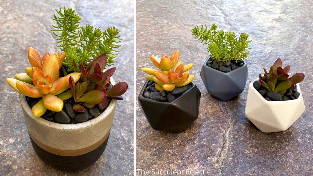 succulent arrangement designed using basic color theory