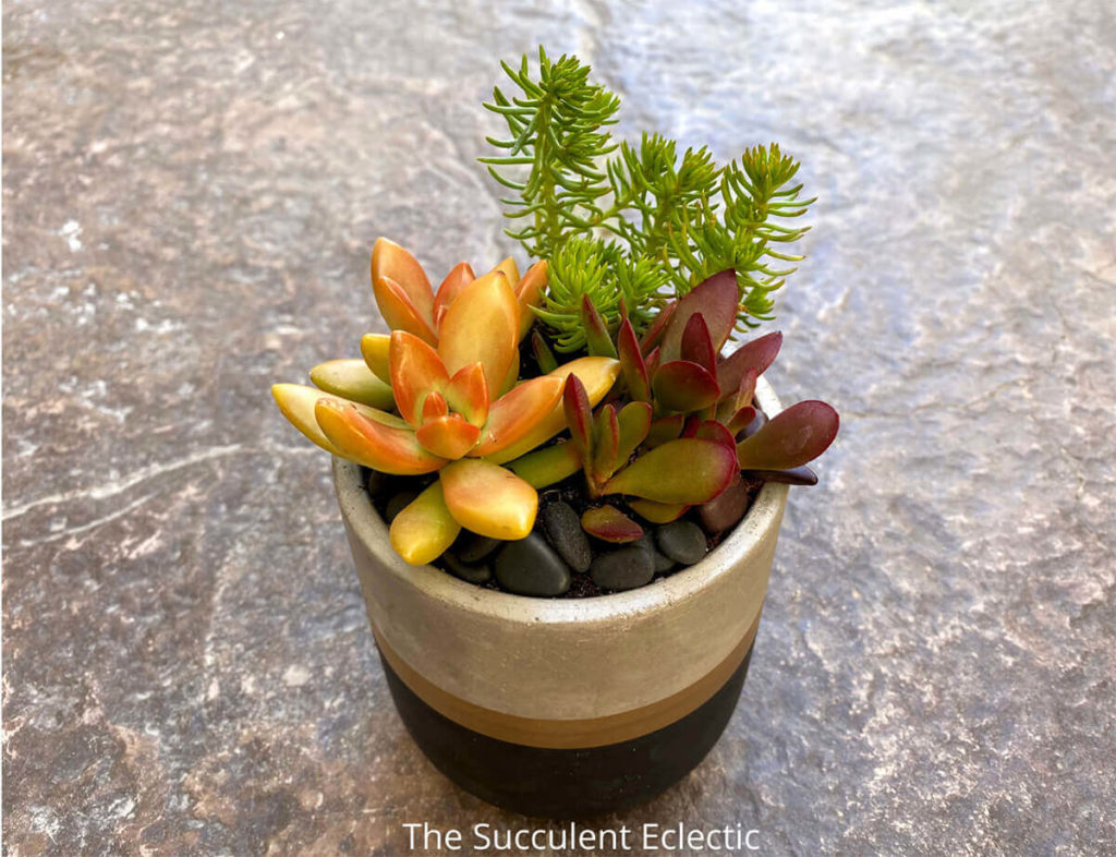 succulent arrangement designed using color theory