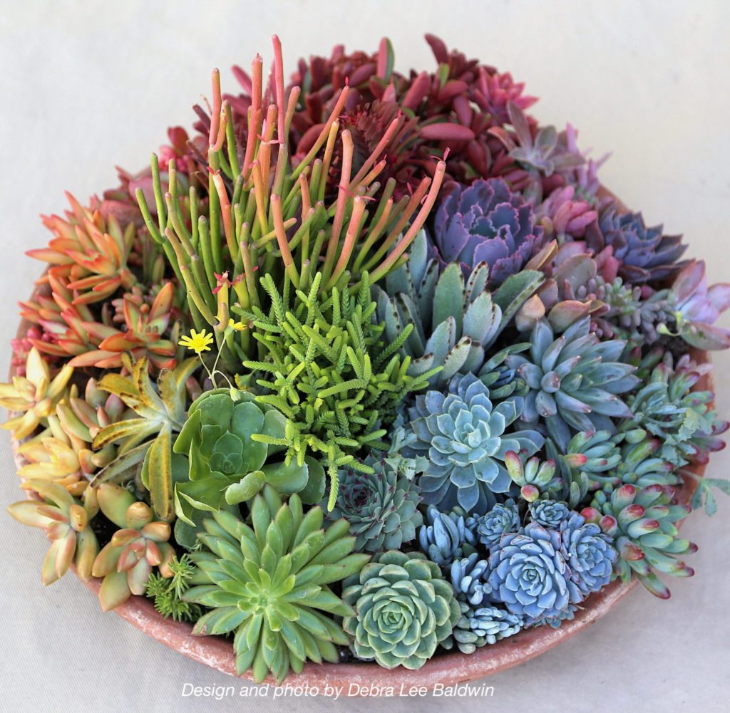 succulent arrangement designed using a color wheel by Debra Lee Baldwin