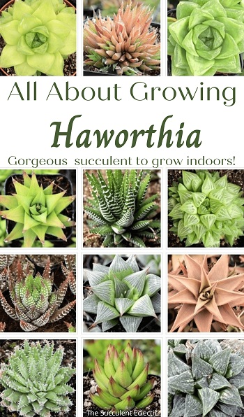 all about growing Haworthia succulents