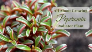 Read more about the article Peperomia Succulents & Radiator Plants – Gorgeous Houseplants!