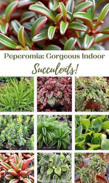All About Growing Peperomia Plants