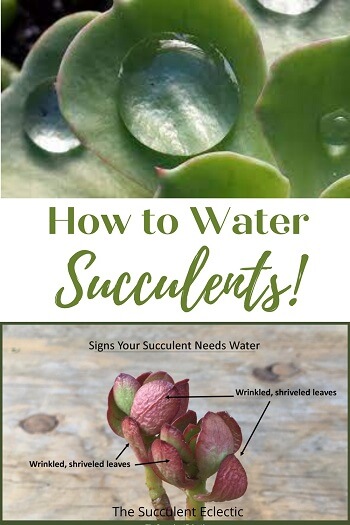 how to water succulents properly so they'll thrive