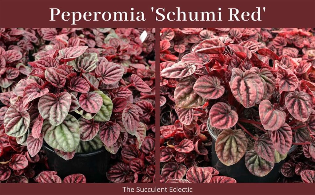 Peperomia Schumi Red - colorful peperomia plants