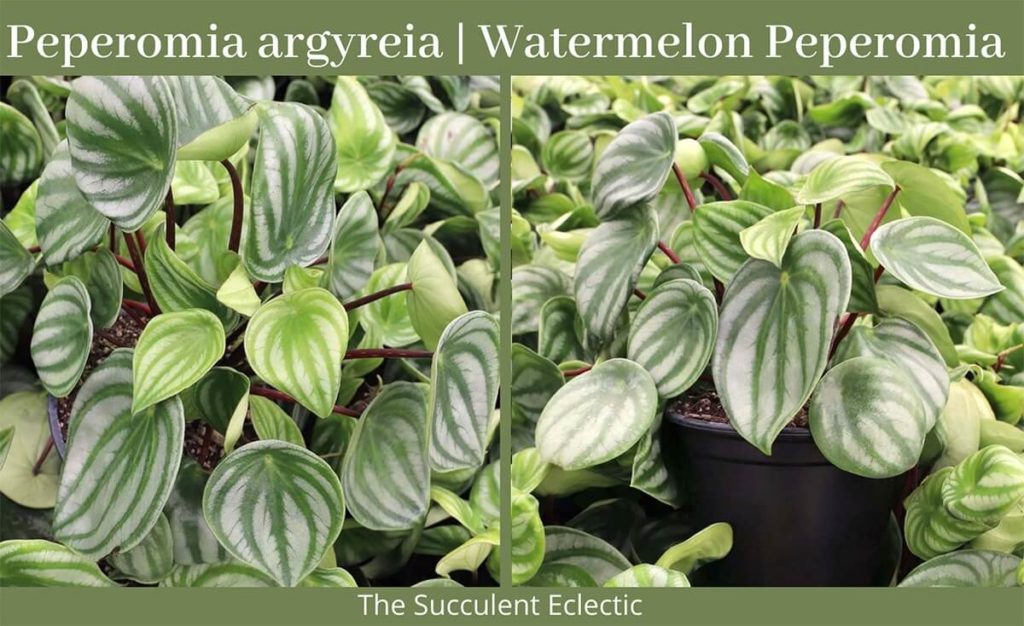 Peperomia argyreia - Watermelon  Peperomia