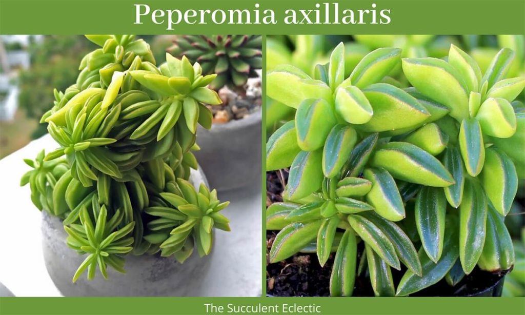 Peperomia axillaris - Peperomia succulents