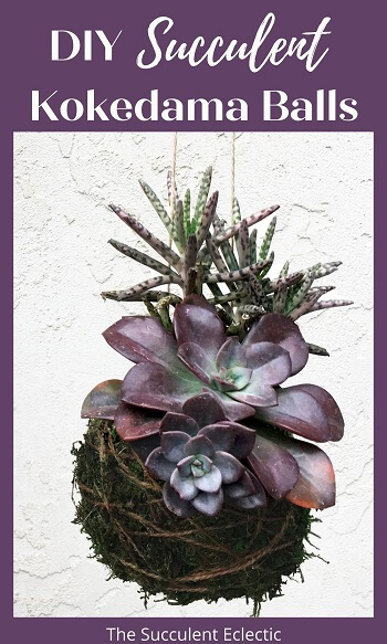 DIY Succulent Kokedama Balls