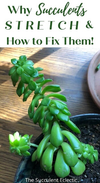 why succulents stretch and how to fix them