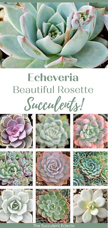 All About Growing Echeveria Succulents
