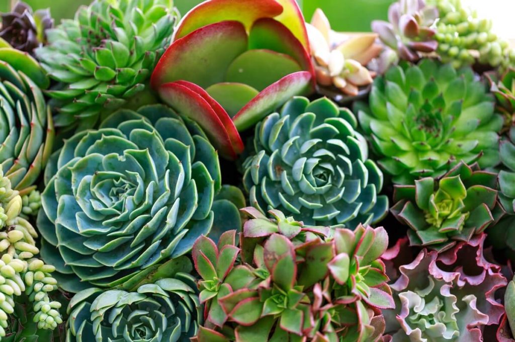 mixed succulents