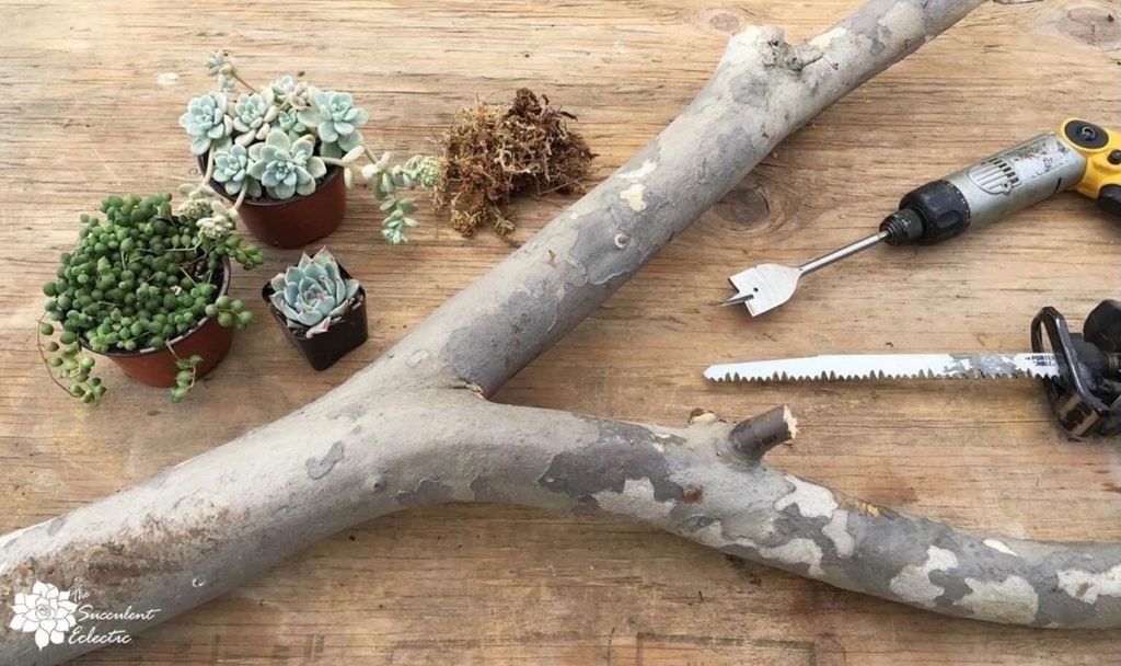 DIY succulent branch planters - gather supplies with moss TSE