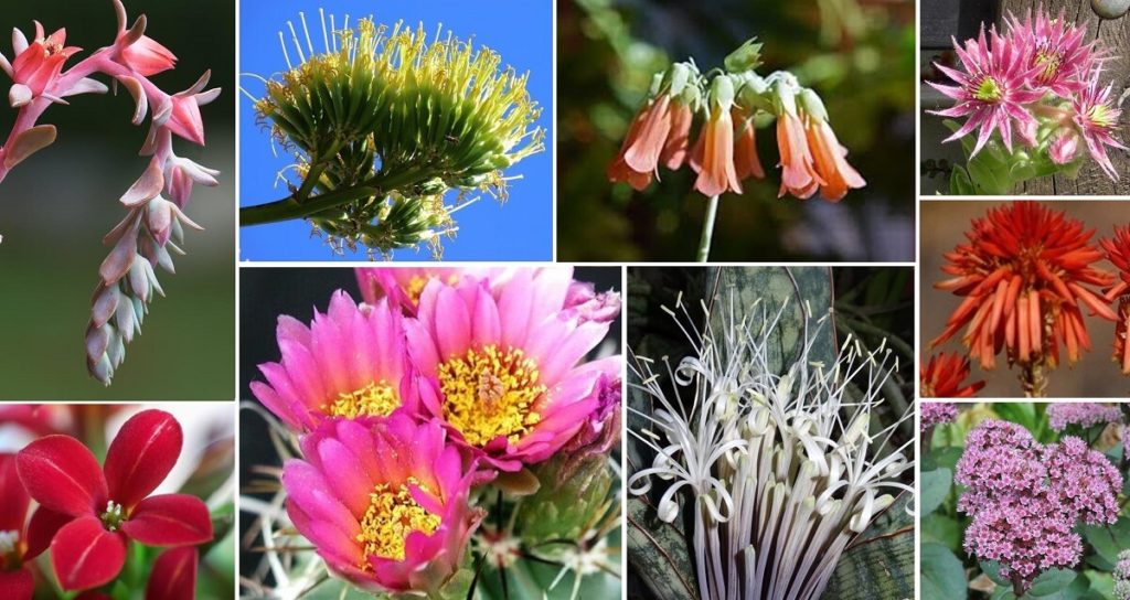 Succulent blooms - different shapes and colors appeal to different pollinators