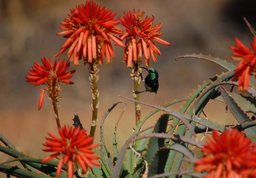 hummingbird on red-flowering Aloe