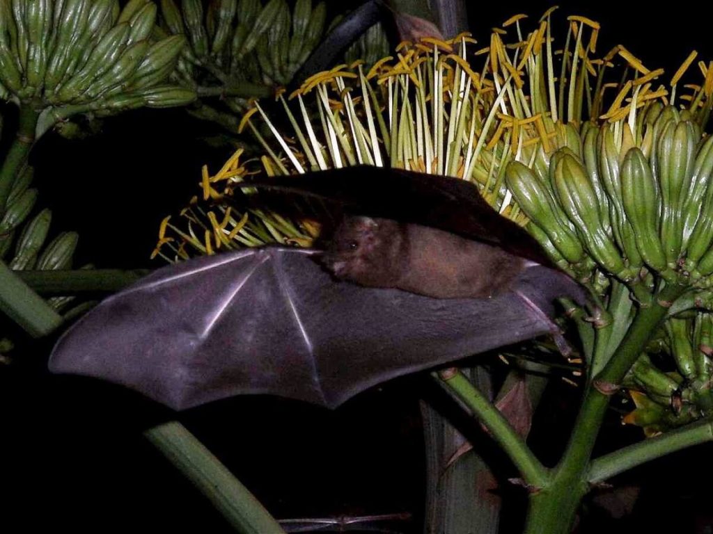 Bat pollinating Agave blooms