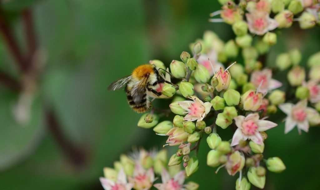 Honey bee on Sedum blooms