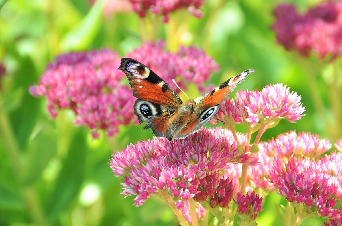 Succulents Belong in Your Pollinator Garden! | The Succulent Eclectic