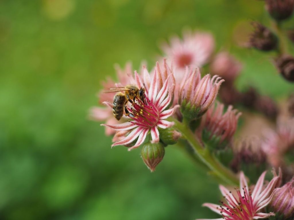 Honey bee on Sempervivum bloom