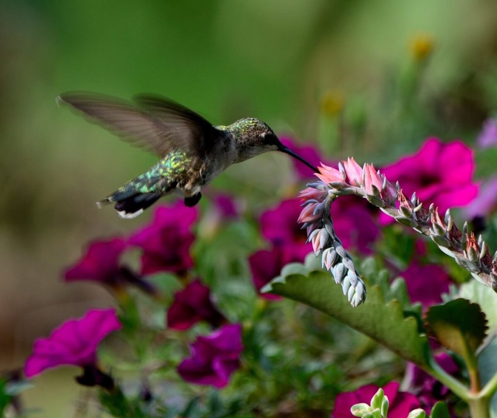 Hummingbird feeding at Echeveria blooms 